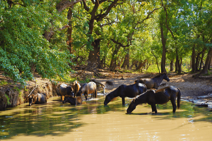 Wildpferde im Letea-Wald Wildpferde im Letea-Wald, Donaudelta im Rumänien