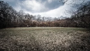Hoia Baciu forest circle