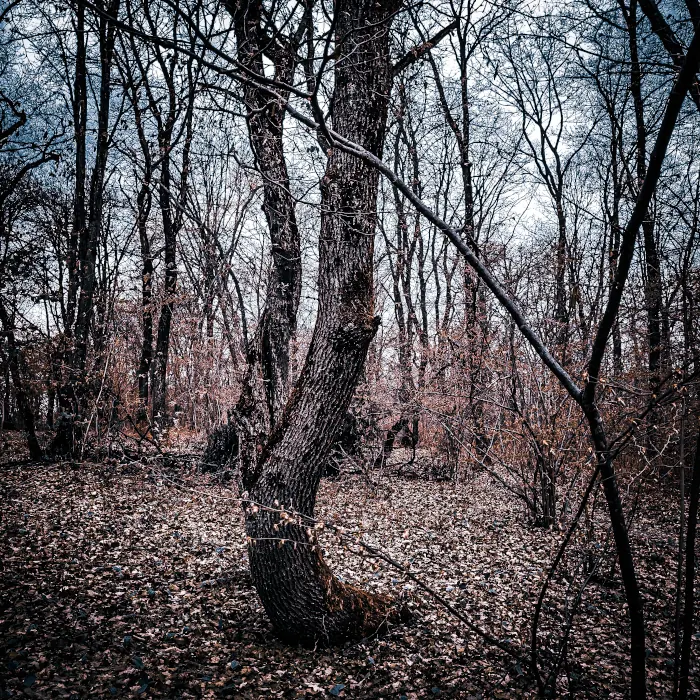 Hoia Baciu forest trees