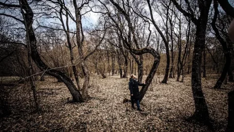 Hoia Baciu haunted forest