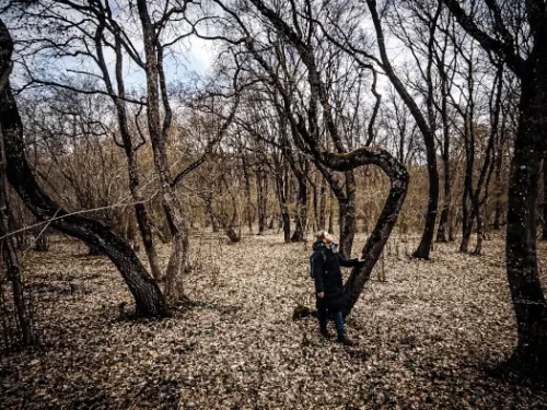 Hoia Baciu haunted forest