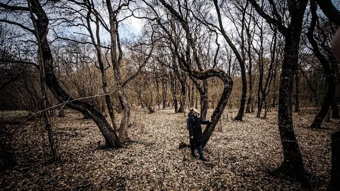 Hoia Baciu haunted forest